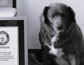 Bobi, najstarszy pies świata, nie żyje. Przeżył 31 lat