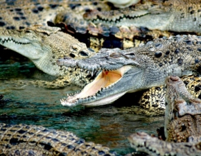 Zabili 292 krokodyle w ramach zemsty za mier ssiada 18+