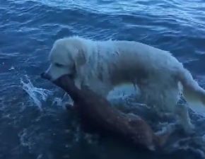 Bohaterski pies wycign z wody tonc sarenk