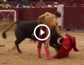 Toreador zaatakowany przez 500-kilogramowego byka! Zobacz przeraajce nagranie