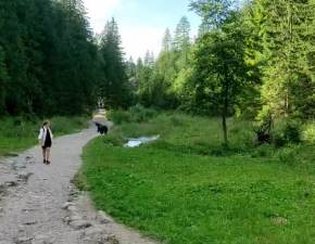 Biegncy niedwied na szlaku z Murowaca do Kunic! Lekko zestresowa turystw WIDEO