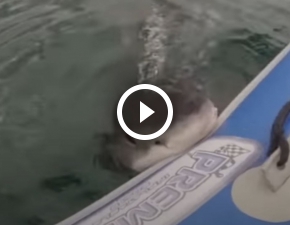 Rekin prawie dopadł turystę na skuterze wodnym! Mrożące krew w żyłach nagranie z ataku bestii WIDEO