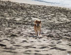 Pies odgryzł 10-latkowi kawałek ucha. Makabryczny incydent na plaży