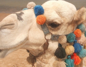 Konkurs piknoci wielbdw w Arabii Saudyjskiej: 12 wielbdw zdyskwalifikowanych przez... botoks!