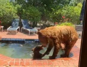 Właściciel domu był w szoku. W jego basenie ochłody szukała niedźwiedzica z młodym WIDEO