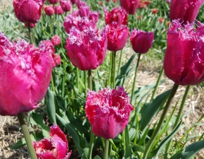 W Magicznych Ogrodach zakwity tulipany! 