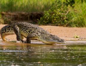 Mczyzna przegoni krokodyla z ogrodu za pomoc patelni
