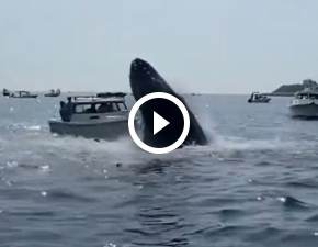 Wieloryb wyskoczył prosto na łódź WIDEO