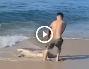 Mężczyzna wyciągnął rekina z wody gołymi rękami! Wszystko się nagrało! WIDEO