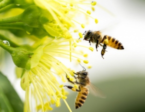 Pyek pszczeli: Cena, waciwoci