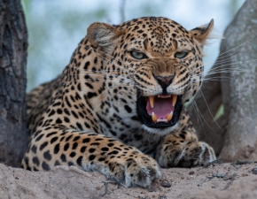 Leopard rozszarpa twarz znanej modelki! Makabra podczas sesji zdjciowej