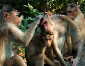 Tragedia w Indiach. Stado małp doprowadziło do śmierci matki z czworgiem dzieci