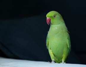 Papuga zdradzia policji imi mordercy swojej wacicielki 