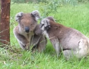 Rozgniewane koale. Zobacz zabawne nagranie WIDEO