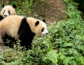 Hongkong: Pandy zaczy spkowa po 10 latach, gdy zamknito zoo! Do tej pory turyci im przeszkadzali