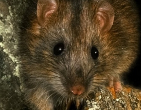 Szczury odgryzy jej gow: tragedia w opienniku Podlenym
