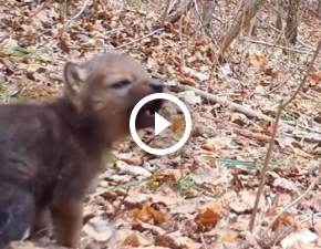 Jak piewaj wilki? Niezwyke nagranie wilczej muzyki trafio do sieci WIDEO