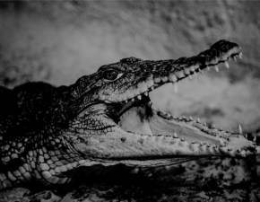 Ogromny krokodyl poar 45-latka. Zwierz miao 8 metrow!