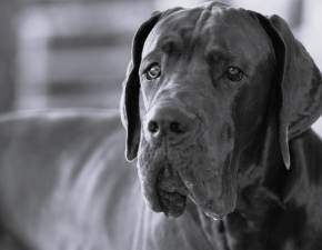 Nie żyje Zeus. Najwyższy pies świata zmarł na raka kości 