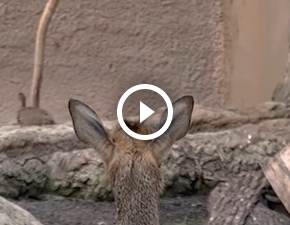 Maleki dikdik urodzi si we wrocawskim zoo! Najmniejsza antylopa wiata robi furor w sieci: Jaka czuprynka WIDEO