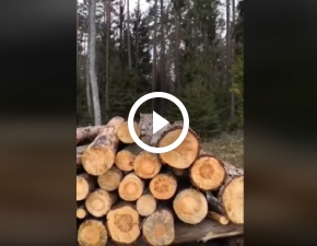 Potny ry wyleguje si na stercie drewna. Zaskakujce zachowanie drapienika: To si nie zdarza WIDEO