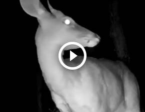 Leśne wampiry atakują nocą dzikie zwierzęta. Nagranie z fotopułapki to hit! WIDEO