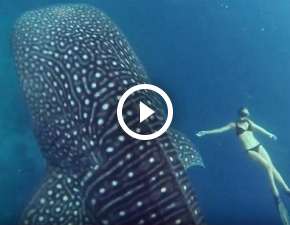 Najwikszy rekin na wiecie nagrany kamer GoPro!