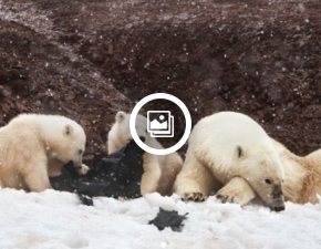 Szokujące zdjęcia z Arktyki: Niedźwiadki polarne żują i zjadają plastikowe odpady