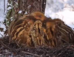 Jak śpią dziki? Urocze nagranie z warchlakami robi furorę w sieci! WIDEO