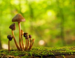Jeden z najdroższych grzybów świata ukrywa się w polskich lasach. Jest warty prawie 10 tysięcy złotych!
