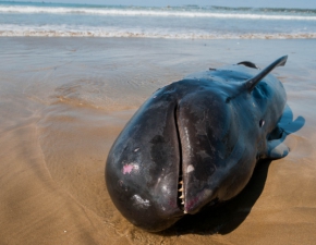 Tragedia w Australii. Setki wielorybw umiera na plaach Tasmanii