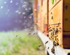 Holandia. Wyszkolone pszczoy zastpiy testy na koronawirusa. Naukowcy wykorzystali ich wch