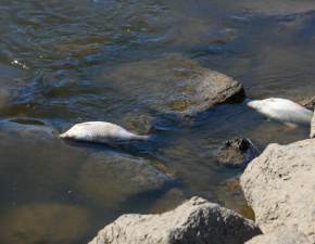 nite ryby w Odrze. RCB ostrzega przed zanieczyszczon wod