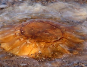 awice meduz pojawiy si w Batyku. Ponad 90 osb poparzonych