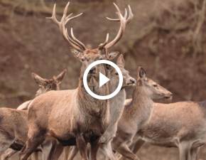 Nagranie z nocnej akcji jeleni robi furor w sieci! Kompotu nie bdzie WIDEO