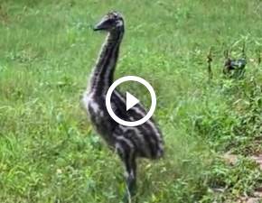 Urocze pisklę emu uczy się biegać. Nagranie to hit! WIDEO