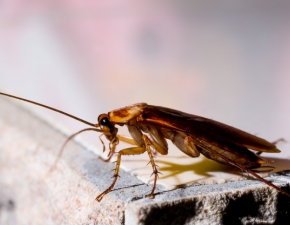 Nazwij karalucha imieniem byego i zobacz, jak zjada go inne zwierz. Ciekawy pomys amerykaskiego zoo