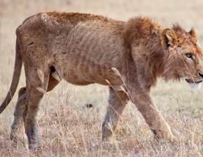 Wychudzony lew w zoo słania się na łapach. Widok zwierzęcia wyciska łzy WIDEO