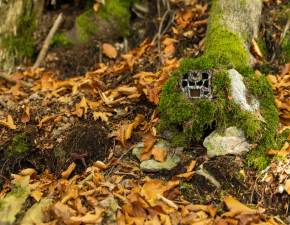 Trzynogie zwierz w lesie. Materia z fotopuapki zaskoczy internautw! WIDEO