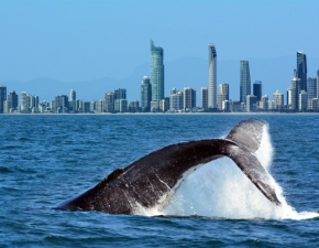 Uratowa wieloryba. Grozi mu ogromna grzywna