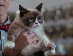 Nie yje Grumpy Cat, kot synny z internetowych memw