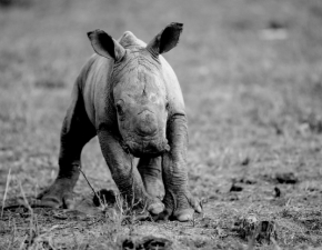 Tragedia w zoo. Pracownicy musieli upi maego nosoroca