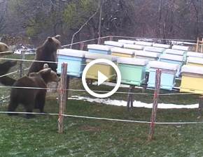 Niedźwiedzie próbują dostać się do miodu przez elektryczne ogrodzenie. Kamera uchwyciła ssaki buszujące w pasiece! WIDEO