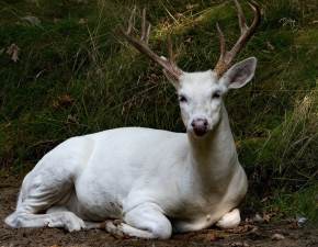 Wyjątkowy biały jeleń z lasu pod Leżajskiem. To jest sensacja WIDEO