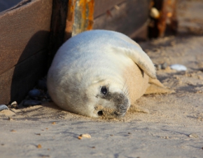 Turyci strasz mae foki w Gdyni. Niektrzy rzucaj w nie drewnem