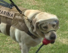 Pies ratowniczy Frida odchodzi na emerytur. Suya w marynarce wojennej 9 lat
