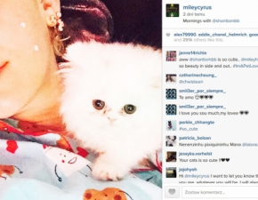 Miley Cyrus ma kota na punkcie kociaka! 