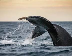Wieloryb w Batyku. Nagra go mieszkaniec Gdyni WIDEO