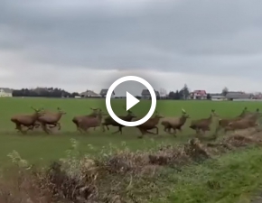 Rzeka jeleni na drodze! Niezwyke nagranie z okolic Krzywego Lasu trafio do sieci WIDEO