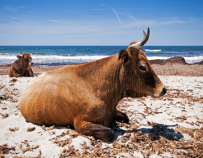 Agresywne krowy opanowały plaże na Korsyce! Niektórzy turyści trafili przez nie do szpitala